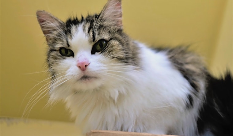 Want to adopt a pet? Here are 5 charming cats to adopt now in Boston