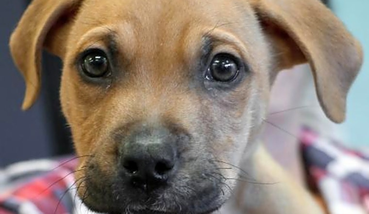 5 cuddly canines to adopt now in Washington