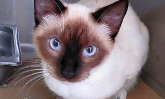 Looking to adopt a pet? Here are 6 lovable kitties to adopt now in Atlanta