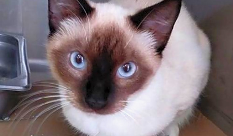 Looking to adopt a pet? Here are 6 lovable kitties to adopt now in Atlanta