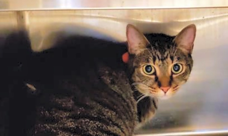 Want to adopt a pet? Here are 6 charming cats to adopt now in Orlando