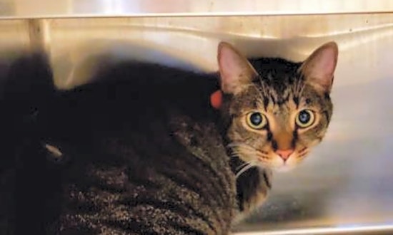 Want to adopt a pet? Here are 6 charming cats to adopt now in Orlando