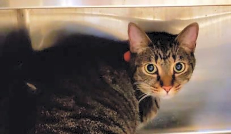 Want to adopt a pet? Here are 6 charming cats to adopt now in Orlando