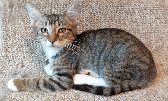 6 fluffy felines to adopt now in Nashville