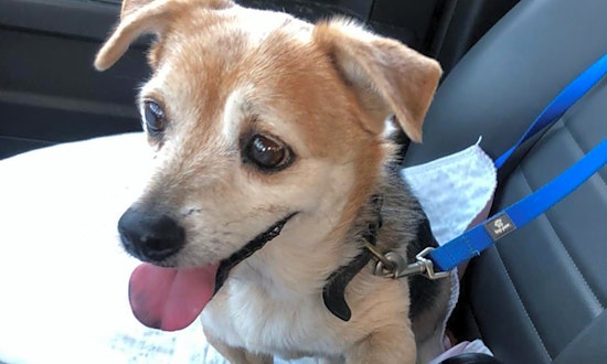 These Miami-based pups are up for adoption and in need of a good home