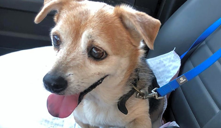 These Miami-based pups are up for adoption and in need of a good home
