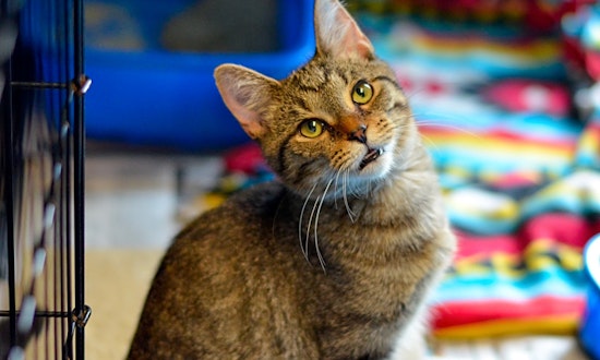 These Columbus-based kittens are up for adoption and in need of a good home