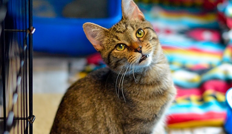 These Columbus-based kittens are up for adoption and in need of a good home