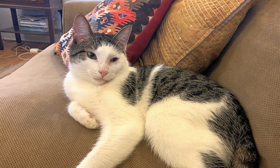These Chicago-based felines are up for adoption and in need of a good home