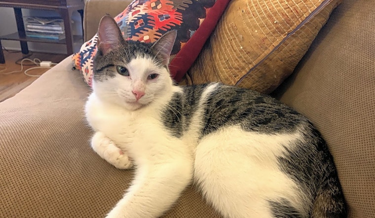 These Chicago-based felines are up for adoption and in need of a good home