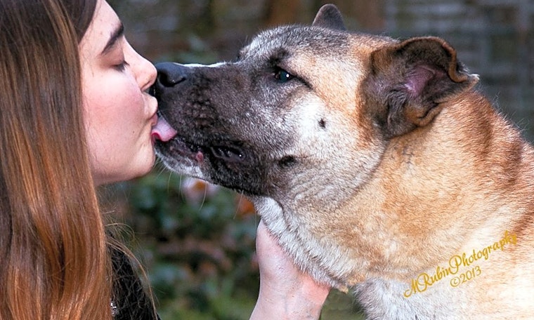 Want to adopt a pet? Here are 7 lovable pups to adopt now in Jacksonville