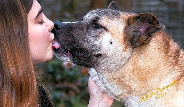Want to adopt a pet? Here are 7 lovable pups to adopt now in Jacksonville