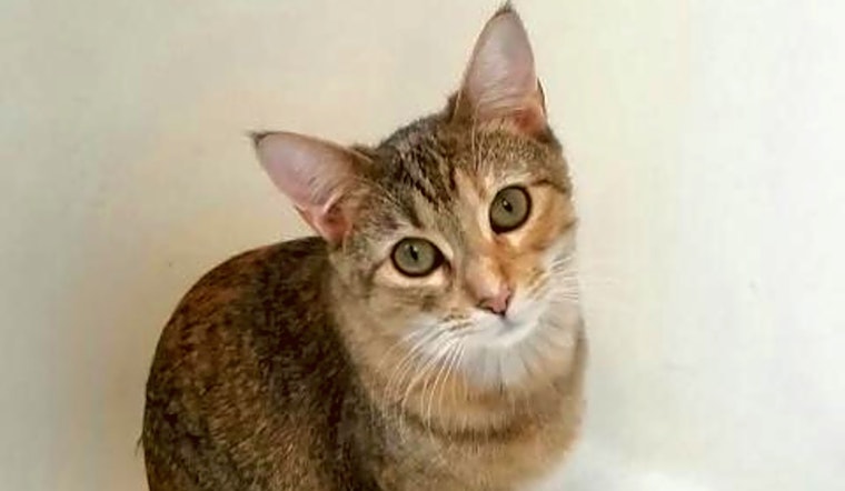 Looking to adopt a pet? Here are 3 furry felines to adopt now in Saint Paul