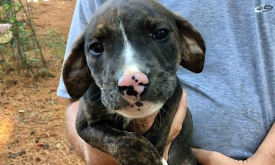 7 perfect puppies to adopt now in Raleigh
