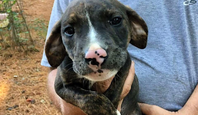 7 perfect puppies to adopt now in Raleigh