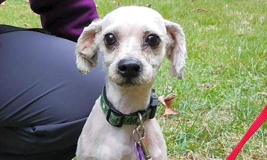 4 delightful doggies to adopt now in Charlotte