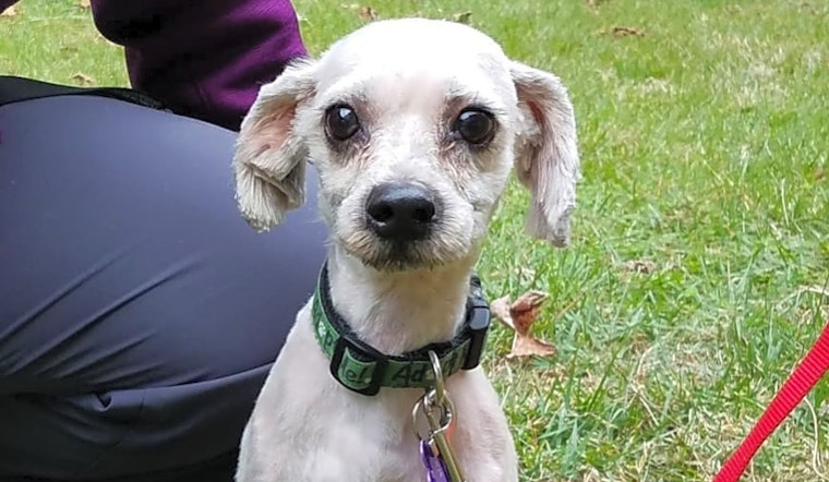4 delightful doggies to adopt now in Charlotte