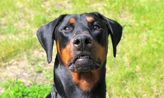 6 delightful doggies to adopt now in Minneapolis