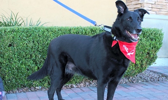 These Las Vegas-based pups are up for adoption and in need of a good home