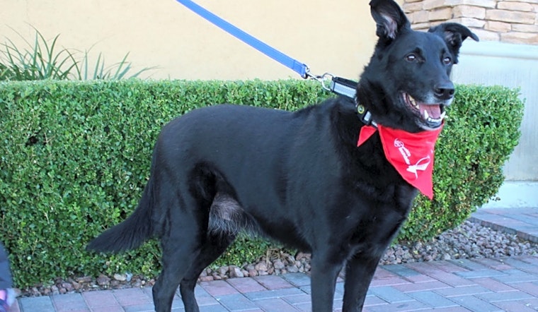 These Las Vegas-based pups are up for adoption and in need of a good home