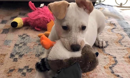 Looking to adopt a pet? Here are 6 precious puppies ready for homes now in Dallas