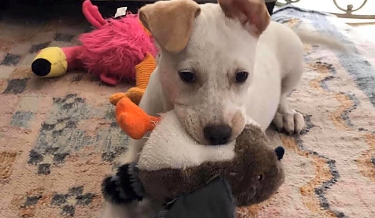 Looking to adopt a pet? Here are 6 precious puppies ready for homes now in Dallas