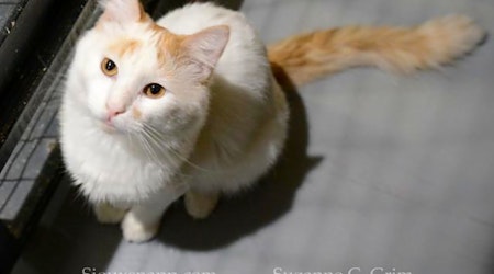 Want to adopt a pet? Here are 6 cute kitties to adopt now in New Orleans