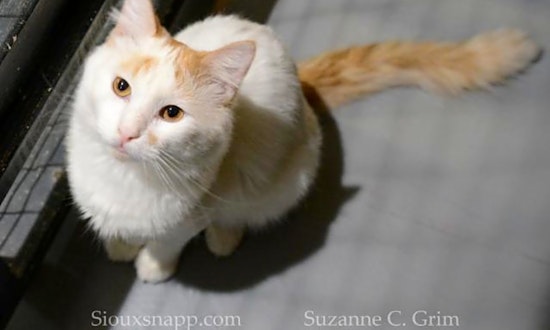 Want to adopt a pet? Here are 6 cute kitties to adopt now in New Orleans