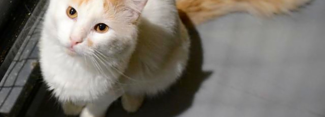 Want to adopt a pet? Here are 6 cute kitties to adopt now in New Orleans