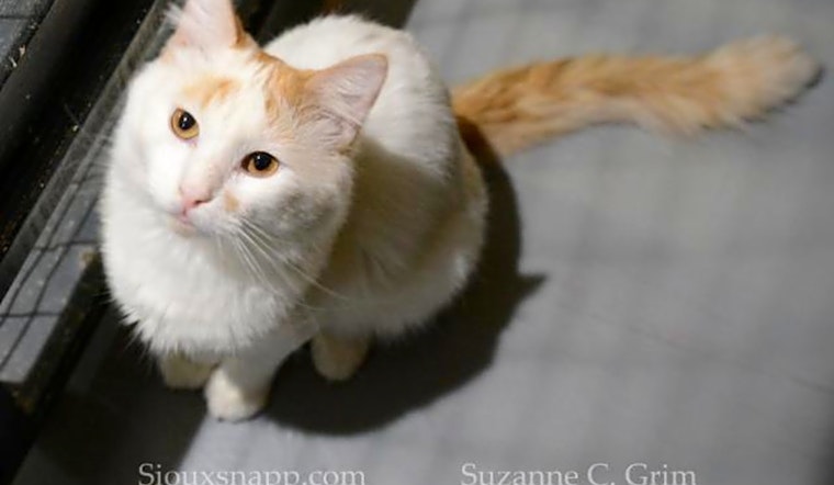 Want to adopt a pet? Here are 6 cute kitties to adopt now in New Orleans