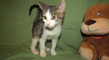 Want to adopt a pet? Here are 7 cuddly kittens to adopt now in Kansas City