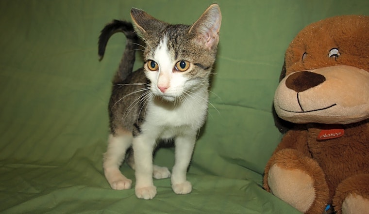 Want to adopt a pet? Here are 7 cuddly kittens to adopt now in Kansas City