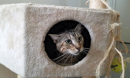 6 furry felines to adopt now in Houston