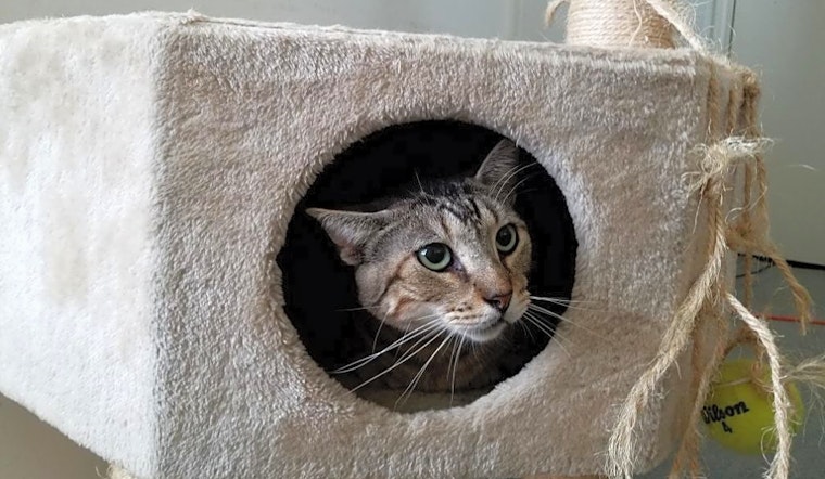 6 furry felines to adopt now in Houston