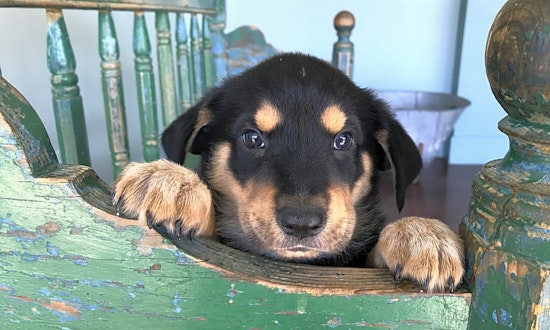 Looking to adopt a pet? Here are 6 perfect pups to adopt now in San Antonio