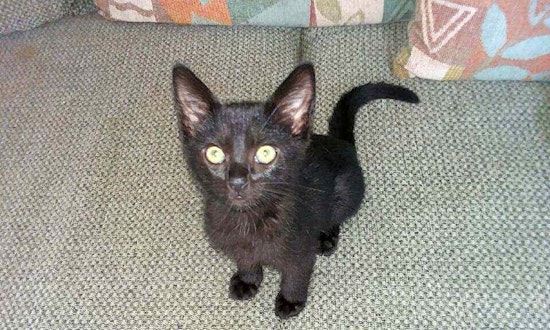 San Diego-based kittens and cats up for adoption