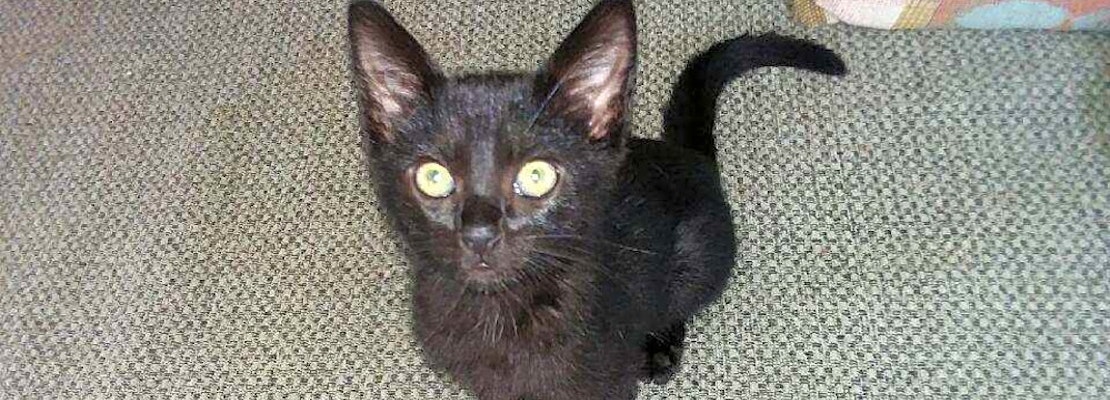 San Diego-based kittens and cats up for adoption
