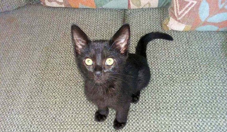 San Diego-based kittens and cats up for adoption