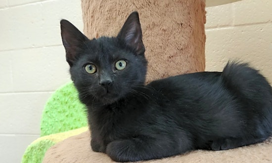 Cute-as-can-be kittens to adopt in Chula Vista