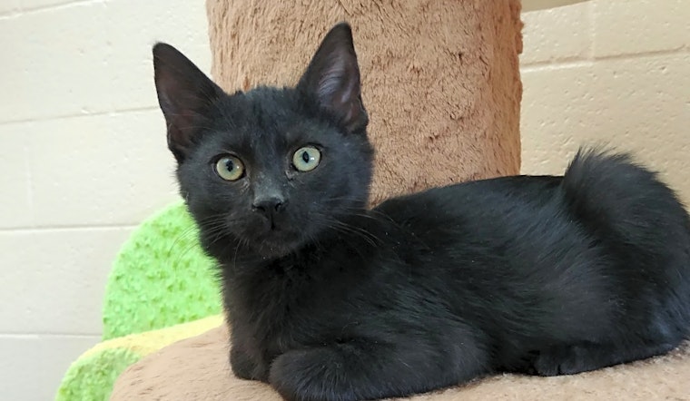 Cute-as-can-be kittens to adopt in Chula Vista