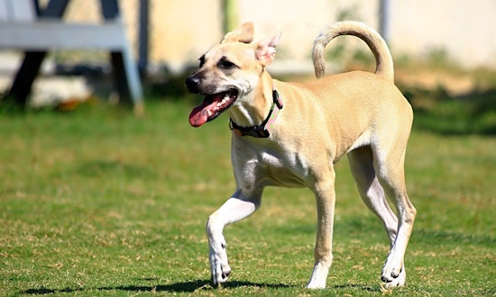 6 perfect pups to adopt now in San Francisco