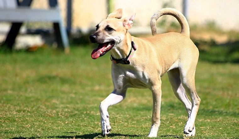 6 perfect pups to adopt now in San Francisco