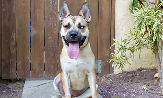 These Los Angeles-based puppies are up for adoption and in need of a good home