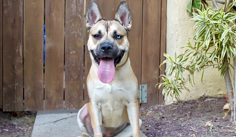 These Los Angeles-based puppies are up for adoption and in need of a good home