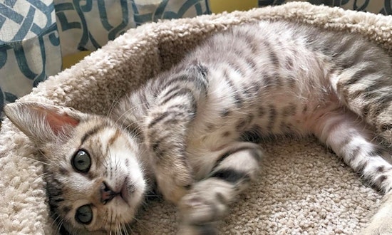 These Long Beach-based kittens are up for adoption and in need of a good home