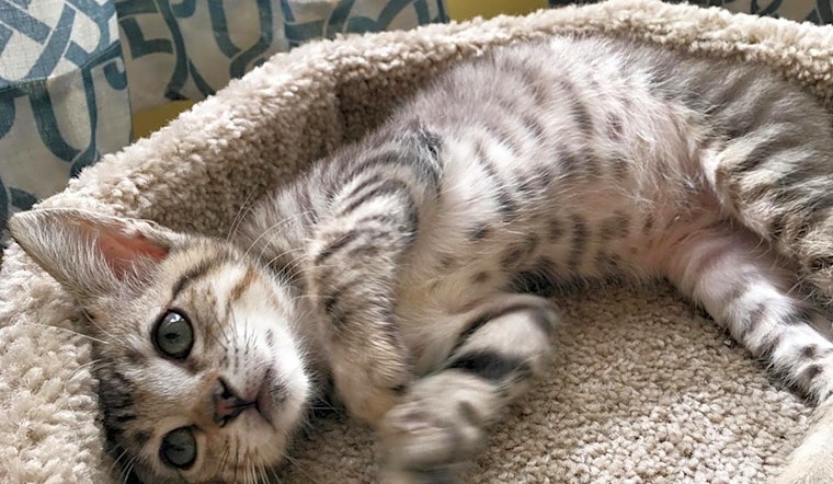 These Long Beach-based kittens are up for adoption and in need of a good home