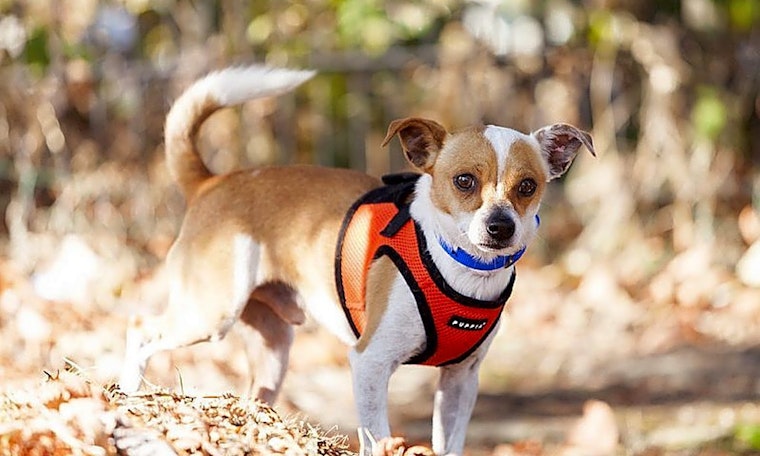 These Berkeley-based canines are up for adoption and in need of a good home
