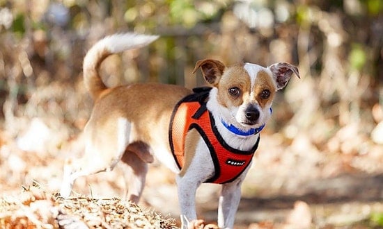 These Berkeley-based canines are up for adoption and in need of a good home
