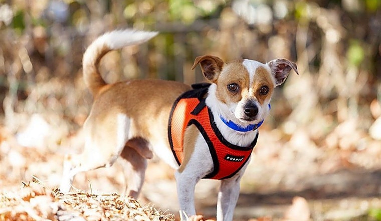 These Berkeley-based canines are up for adoption and in need of a good home