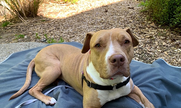 Looking to adopt a pet? Here are 7 delightful doggies to adopt now in Seattle